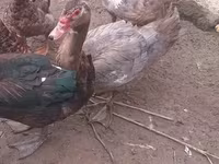 डोमेस्टिक मस्कोवी — फ़ोटो 3