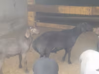 公羊, Sheep — 照片 6