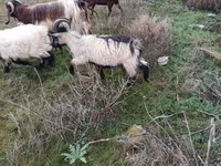Ziegen (Partie, Geschlecht nicht angegeben), Saanen goat — Foto 3