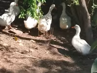 Ducks — photo 2