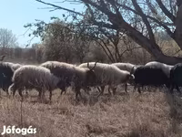 Ovce, Racka sheep — foto 2