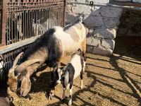 Cabro, Nubian Goat — foto 4