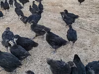 Chickens — foto 5