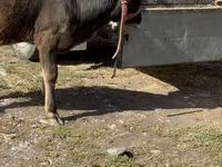 गाय, अलाताऊ नस्ल — फ़ोटो 1