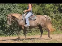 Yegua, Kentucky mountain daddle horse — foto 4