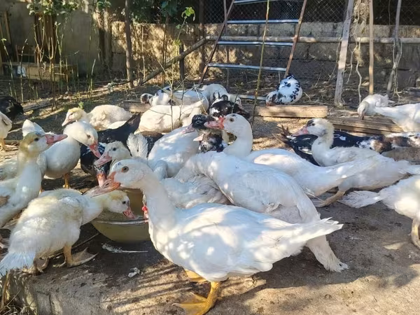 Ducks — Azerbaijan