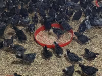 Chickens — foto 2
