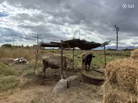 İnək, Mal-qara — foto 1