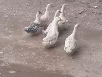 Ducks — foto 2