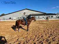 Cavalo, Quarter Horse — foto 4