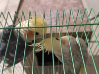 Məhsul: Nimfa paxuxa (cockatiel) cütü və qəfəs Təsvir: - İki ədəd — 照片 2