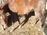 Yegua, French Trotter — foto 2