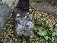 Brahma — photo 5