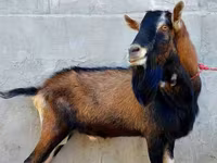 Cabra, Alpine goat — foto 1