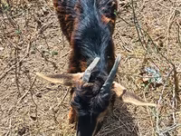 Goat, Alpine goat — photo 2