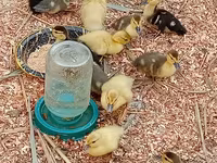 Ducks — photo 1