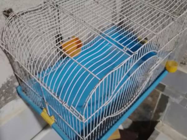 Quş qəfəsi – orta ölçülü, metal barmaqlıqlı və mavi plastik altlıqla