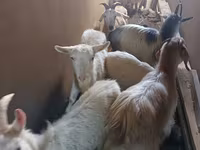 Dişi keçi, Saanen goat — foto 3