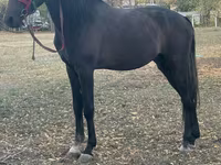 Horse (M), Orlov Trotter — photo 3