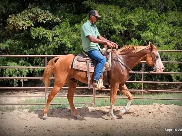Horse (M), American paint horse