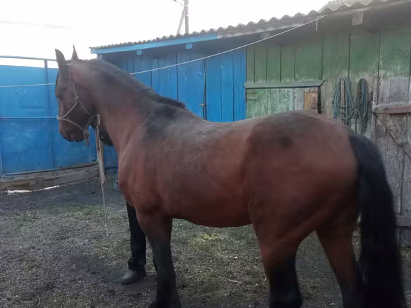 Kůň, Thoroughbred horse