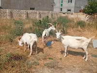 Dişi keçi, Saanen goat — foto 5