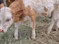 Byk, Simmental cattle — zdjęcie 3