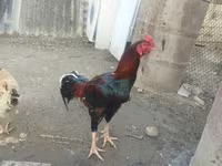 Chickens — Foto 3