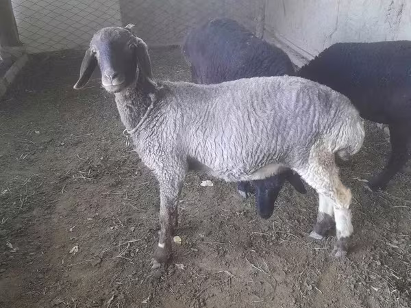 Sheep (batch, sex not specified), Sheep