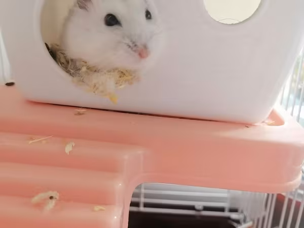 Hamster üçün tam dəst qəfəs - Material: möhkəm metal barmaqlıqlar və