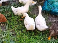 Ducks — Foto 3