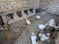 Chickens — photo 4
