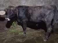 Bulle, Aberdeen-Angus — Foto 4