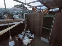 Chickens — photo 1