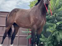At, Thoroughbred horse — foto 2