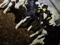 Bulle, Russian Black pied cattle — Foto 5
