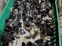 Chickens — फ़ोटो 6