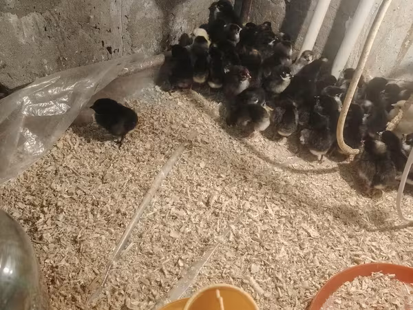 Chickens