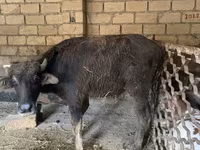 सांड, मवेशी — फ़ोटो 2