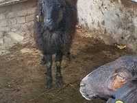 Ram, Sheep — photo 3