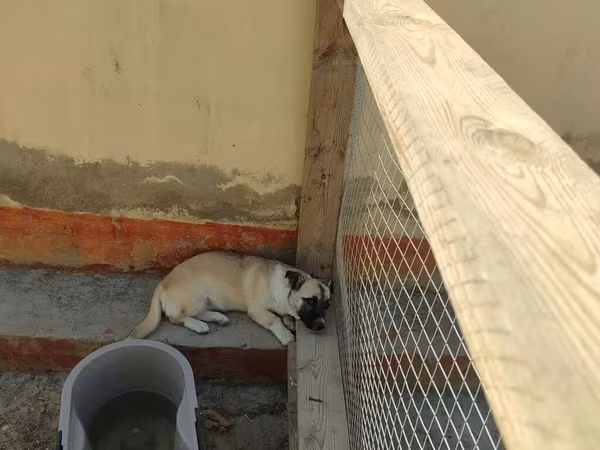 Salam zvanokdu yaş yoxdu hele boyu bunan artiq olmur dişidi seskuylu