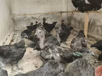 Chickens — photo 4