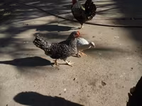 Guinea fowl — Foto 2