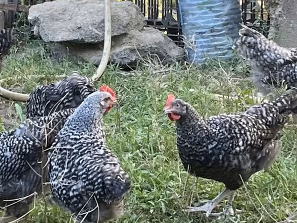 Slovenian Barred Hen — Azerbaijan