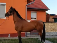 Кінь, Dutch warmblood horse — фото 6
