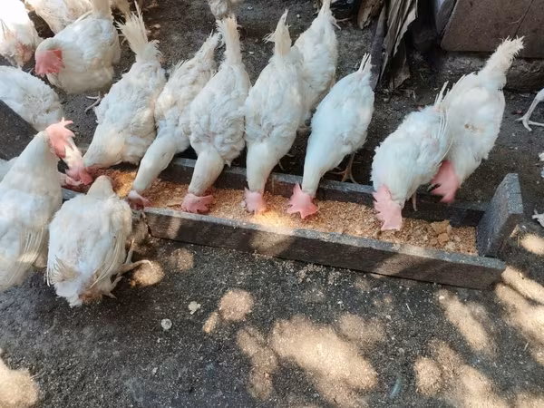 Chickens — Azerbaijan
