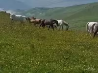 Madyan, Atlar — foto 4