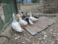 Ducks — photo 7