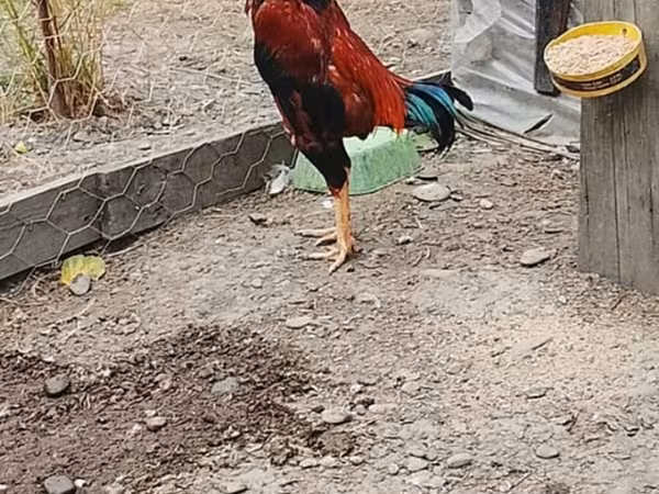 Chickens — Azərbaycan