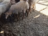 母羊, Sheep — 照片 3